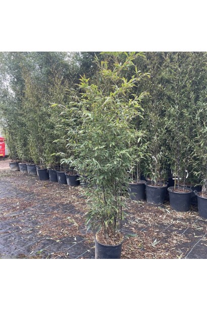 Бамбук черный контейнер